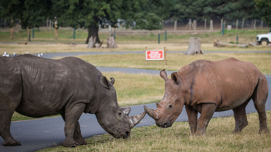 Woburn Safari Park Prize Competition