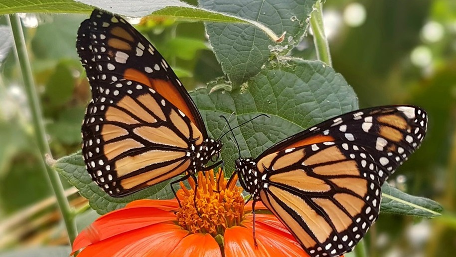 Monarch butterflies on a Mexican flower at Stratford Butterfly Farm.