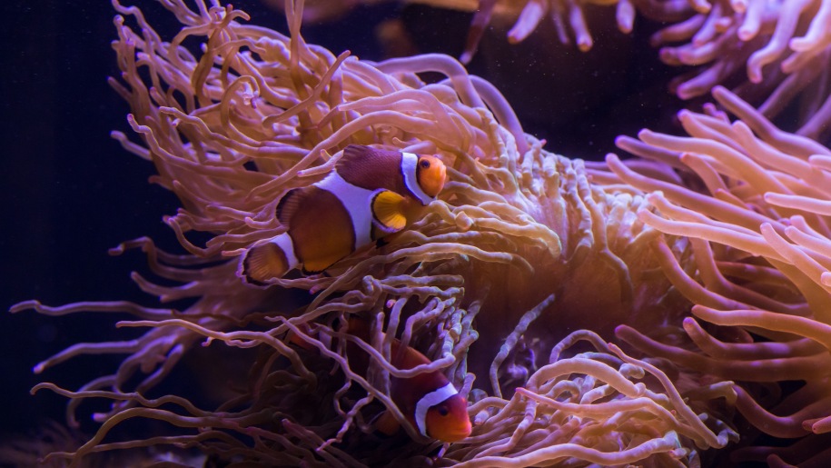 Multicoloured fish swimming in a sea anemone at The Deep aquarium in Hull.