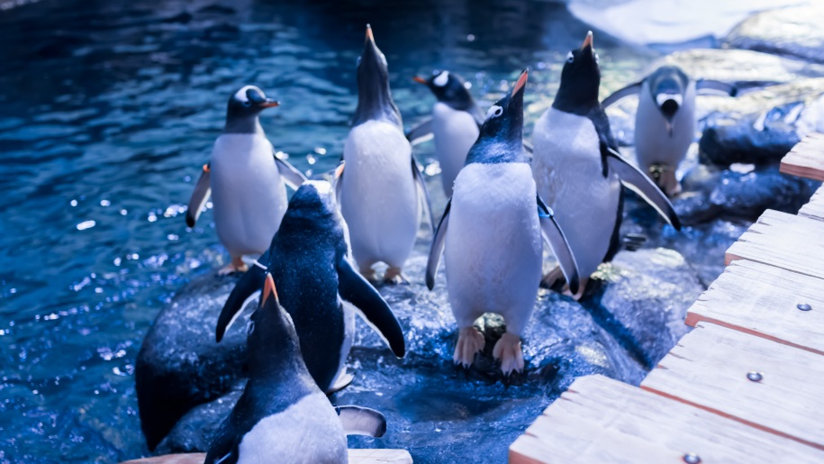 Gentoo penguins at The Deep.