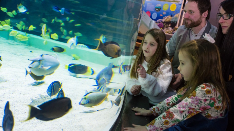 Two adults and two children watching fish in a tank at The Deep aquarium in Hull.