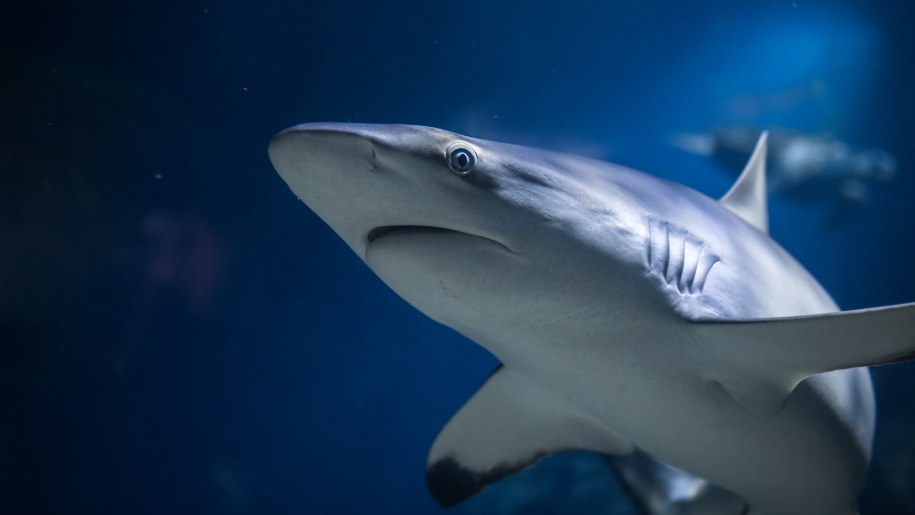 A shark at The Deep aquarium in Hull.