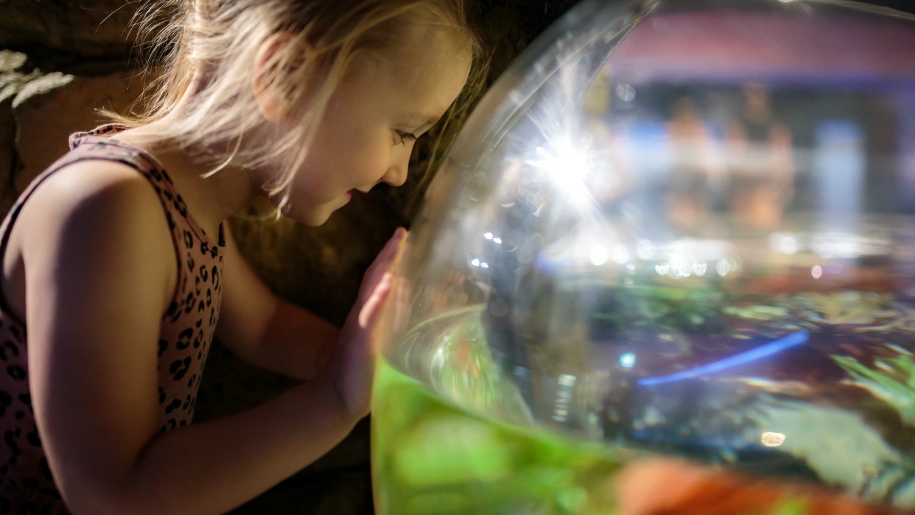 A child studying The Deep's Cool Seas Model.