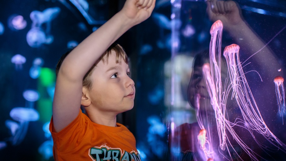 A child looking at The Deep's Jellyfish Model.