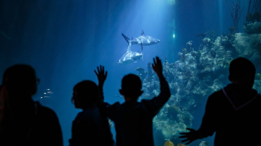 A family watching fish in one of the tanks at The Deep.