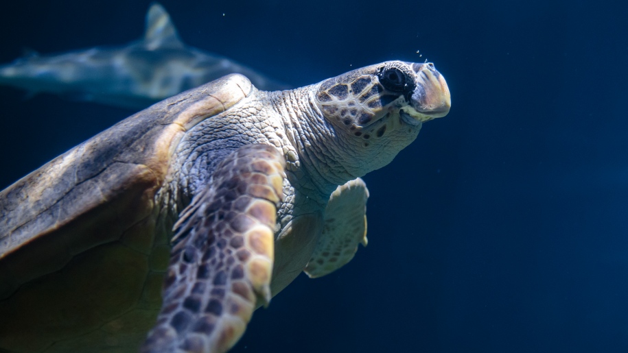 A turtle at The Deep aquarium in Hull.