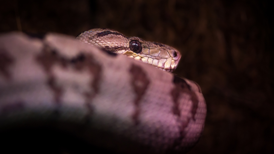 A snake at The Deep aquarium in Hull.