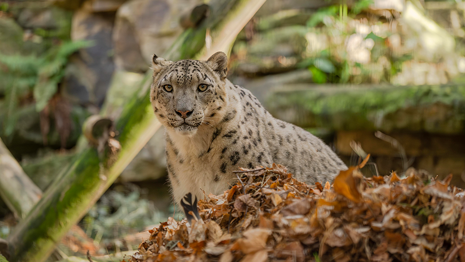 A cheetah at Hertfordshire Zoo.