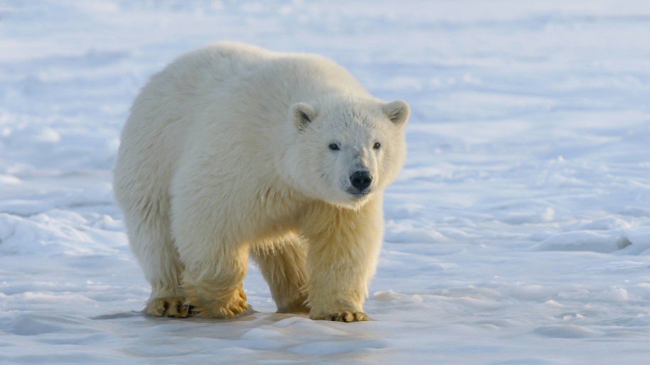 Polar bear on snow.