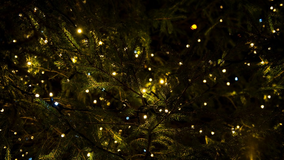 Yellow lights on fir trees against the night sky.