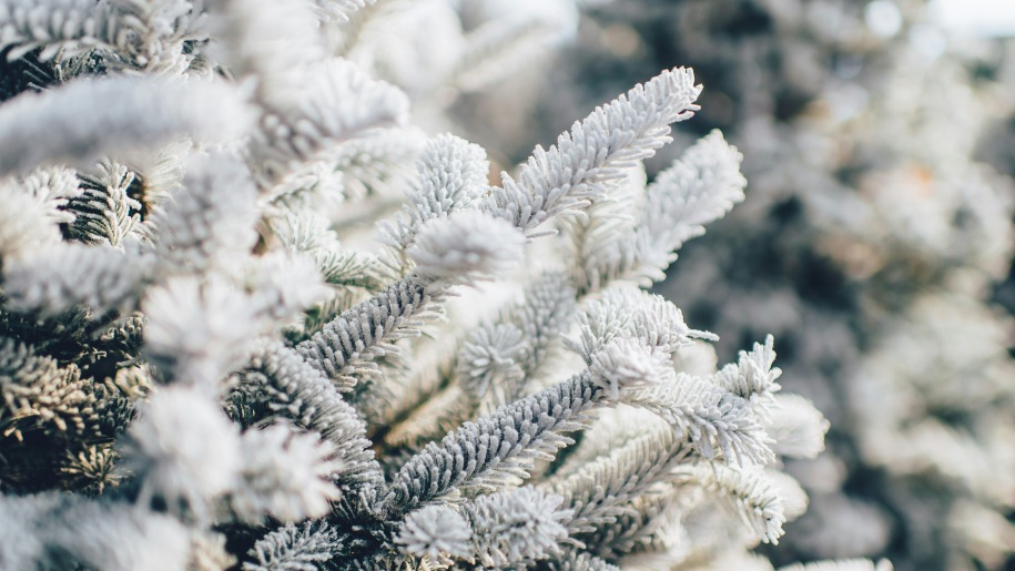 Frost-covered branches of a Christmas tree.