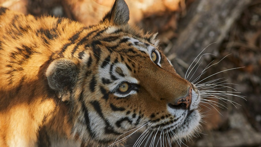 Head of an Amur tiger.