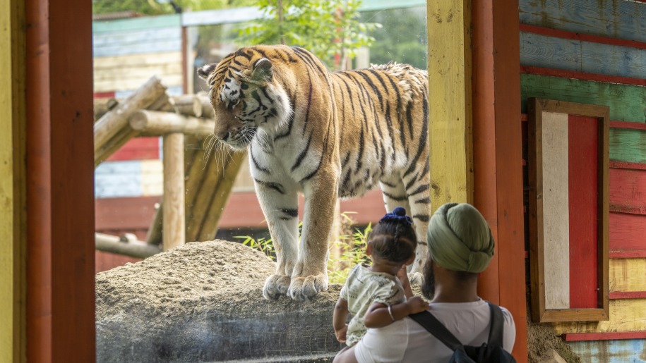 Family watching a tiger at Hertfordshire Zoo.