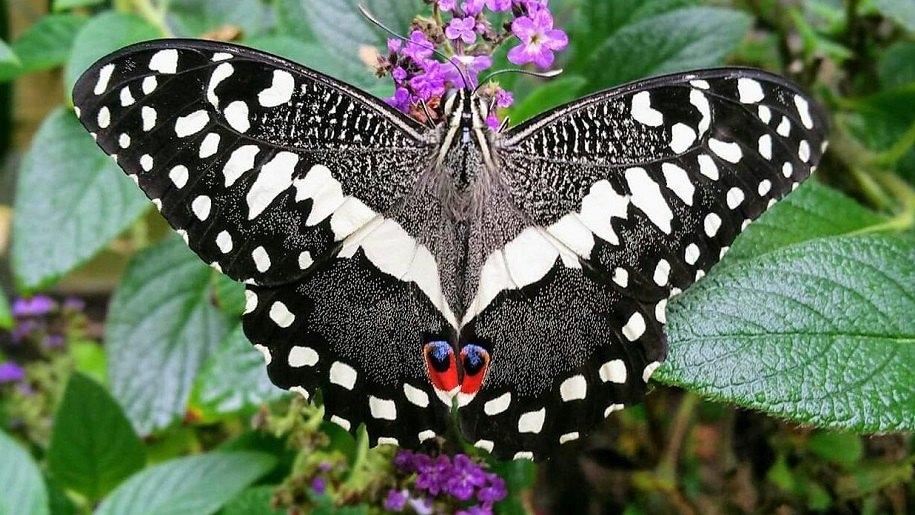 Close up of the black and pale yellow Christmas Butterfly.