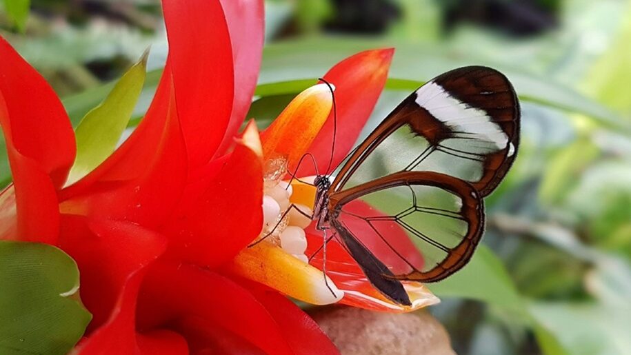 Stratford Butterfly Farm