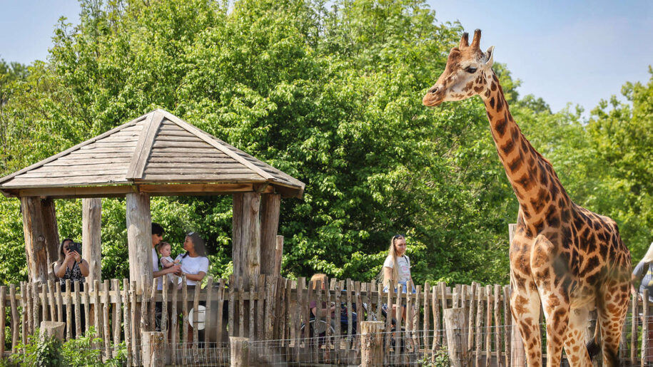 Giraffe and visitors to Marwell Zoo