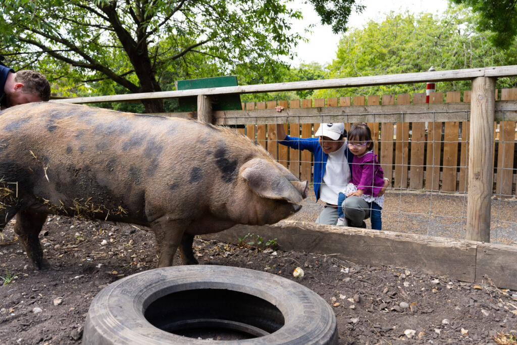 pig at farm