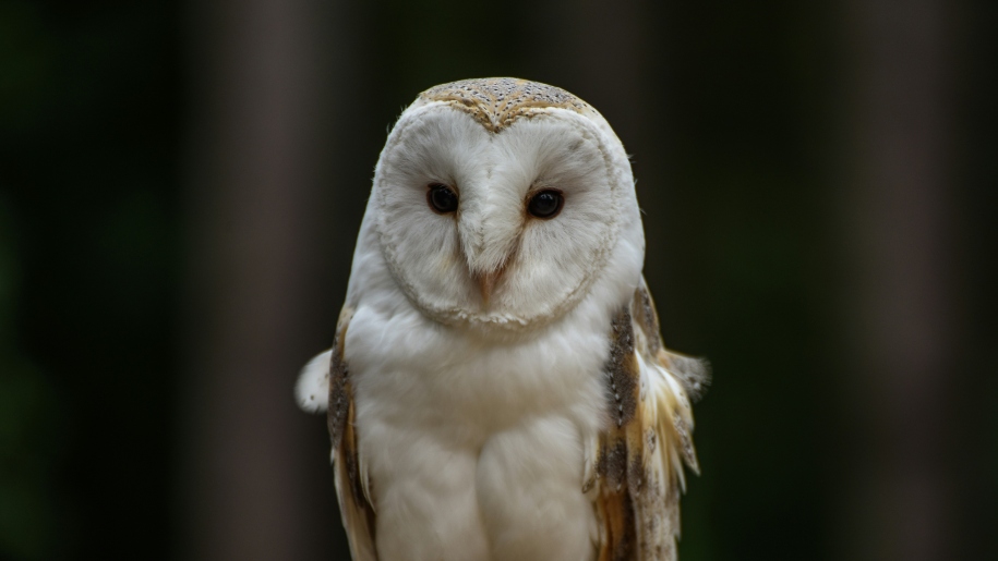 An adult barn owl.