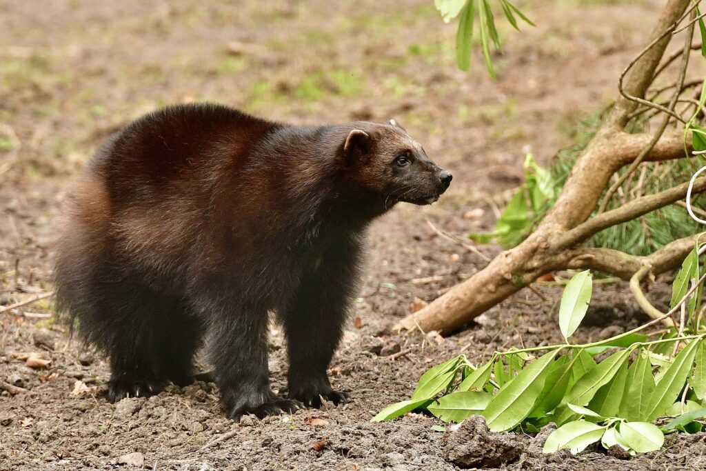Bear