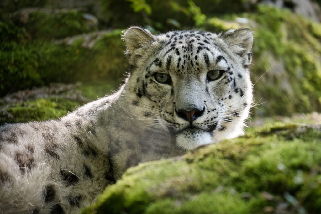 Snow leopard