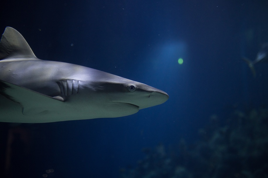 shark underwater