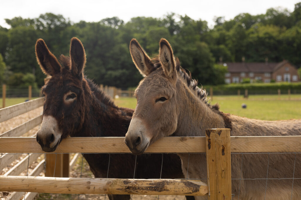 donkey