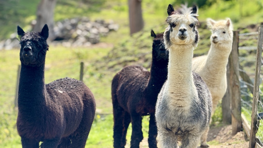 Alpacas in a field.