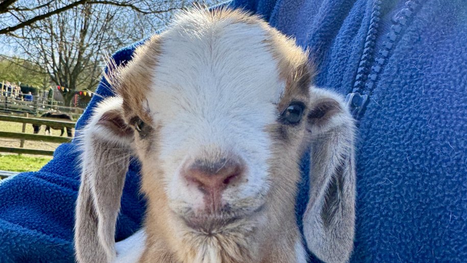 Brown and white kid goat.