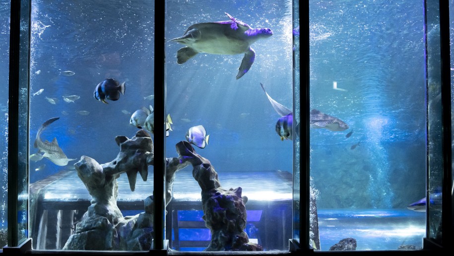 A turtle and other fish swimming underwater in an aquarium.