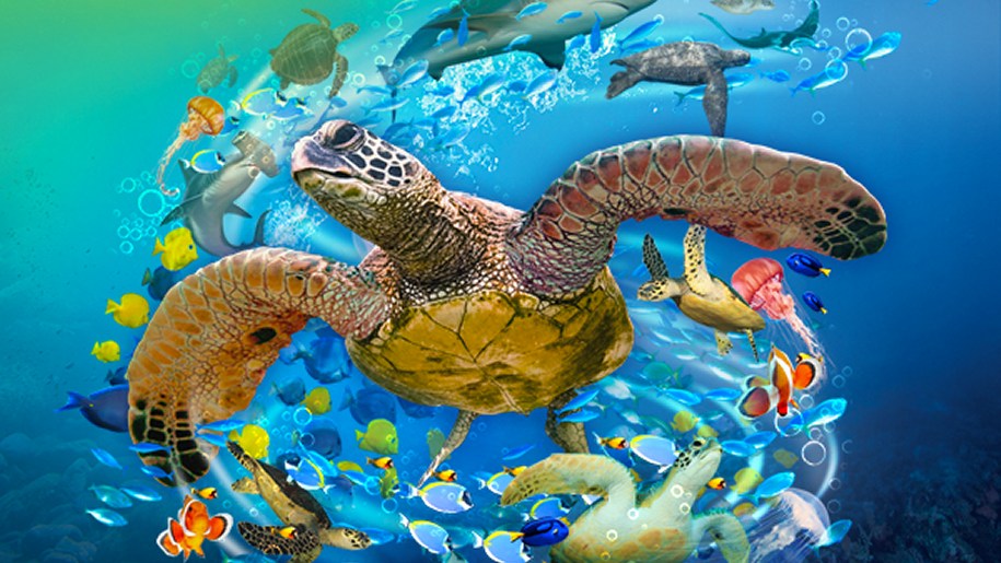 A turtle swimming in the ocean.