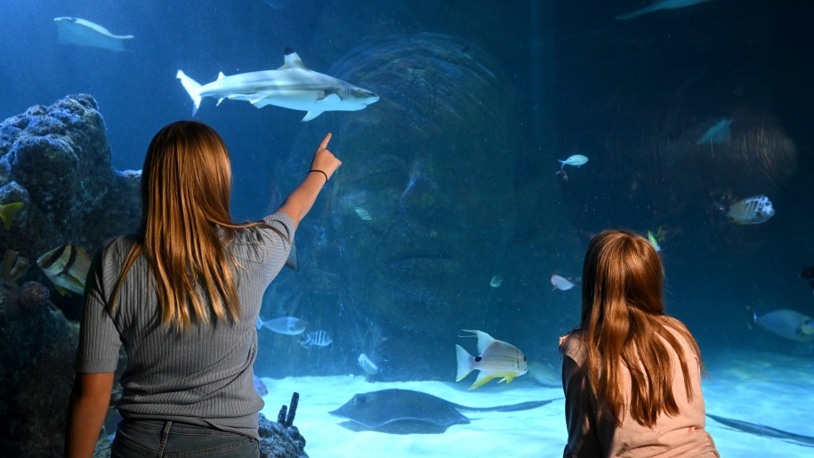 Girls pointing to fish swimming in an aquarium.