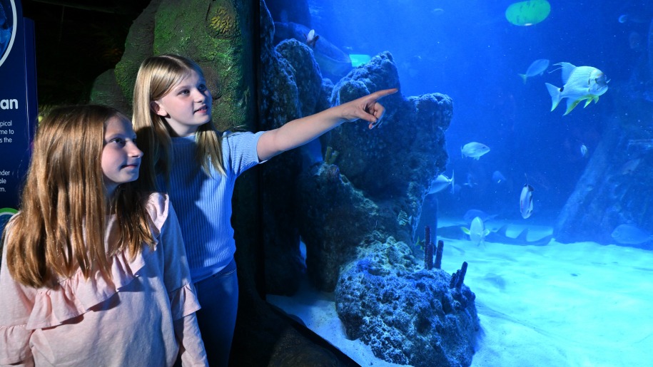 Two girls looking at fish in an aquarium.