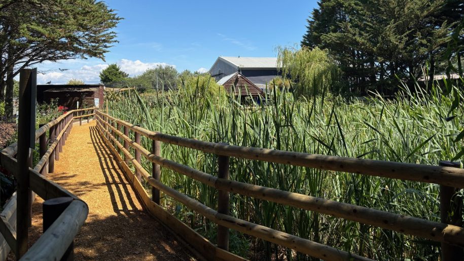 Raised pathway through wetlands with buildings in the background.