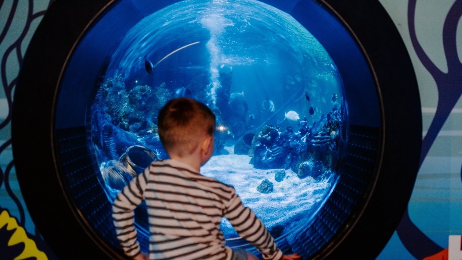 A young boy watching fish at an aquarium.
