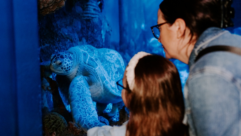 Mother and daughter looking at a sea turtle in an aquarium.