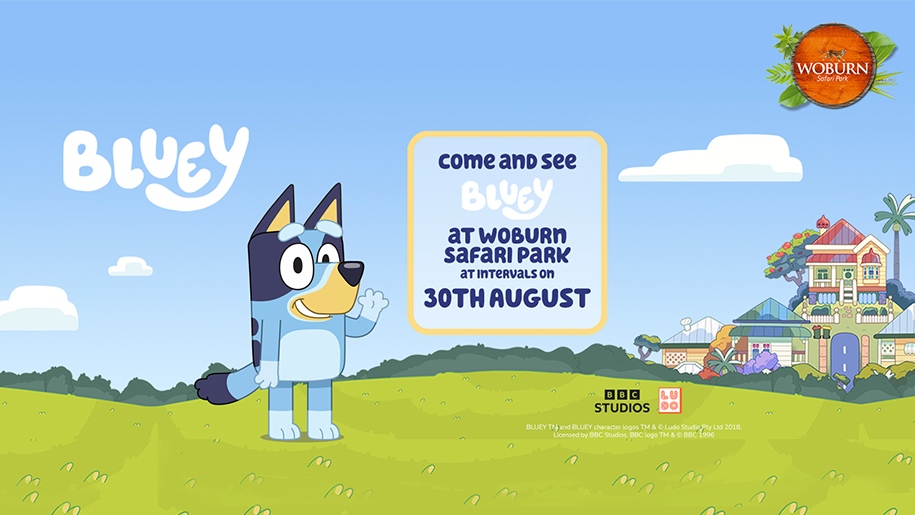 Poster for Bluey's visit to Woburn Safari Park.