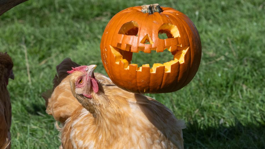 chicken with a pumpkin
