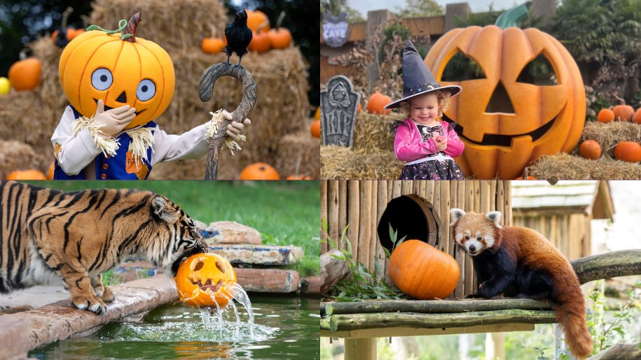 Collage of pictures of Halloween pumpkins, children and animals.
