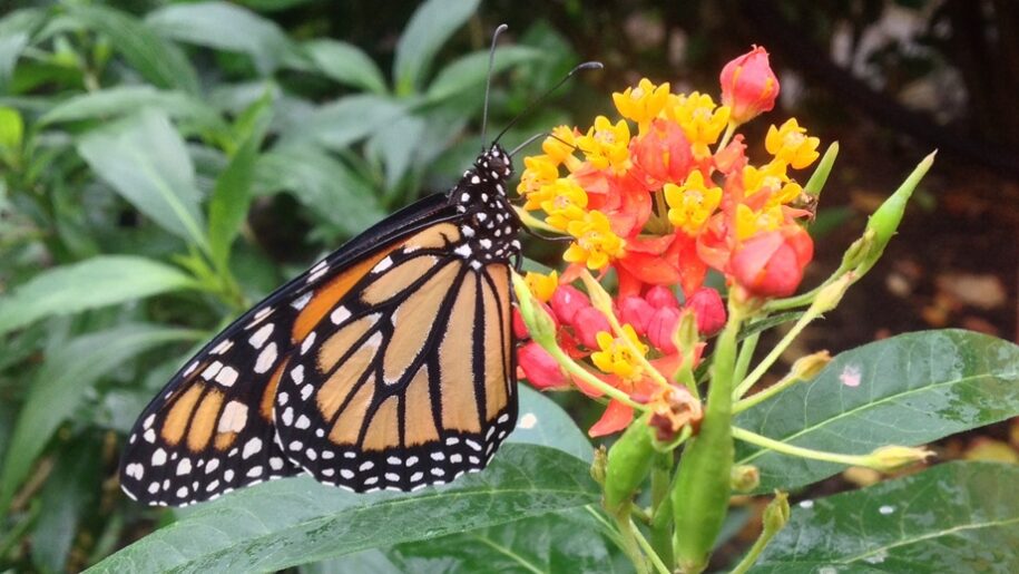 butterfly on orange flower