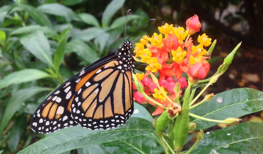 butterfly on orange flower