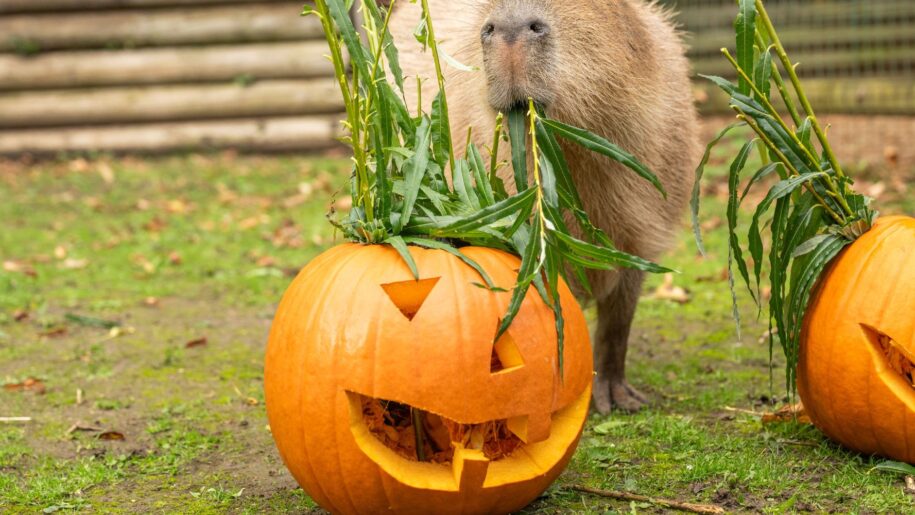 pumpkins full of green, eaten by animal
