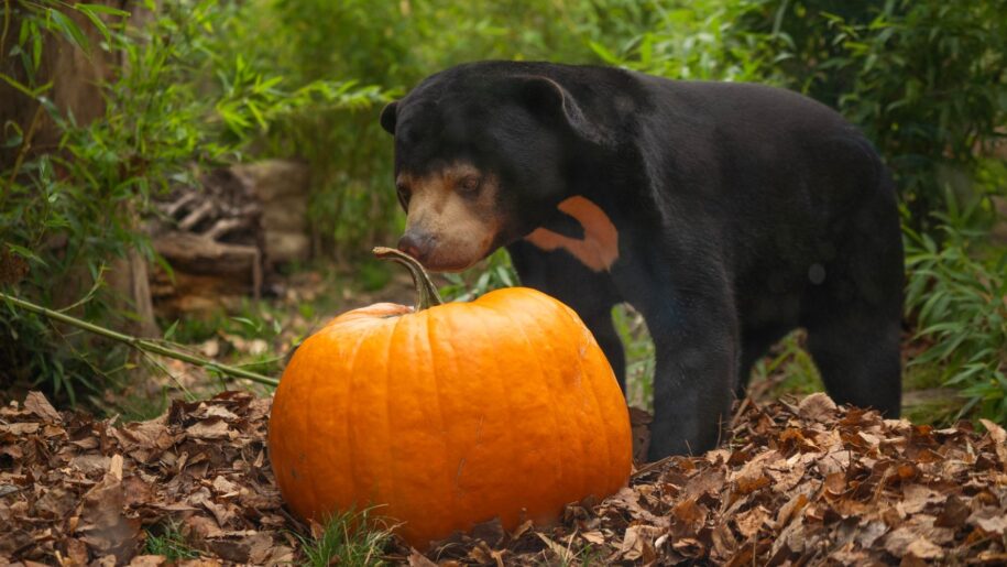 black bear and pumpkin