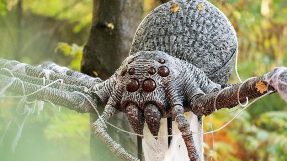 spider model