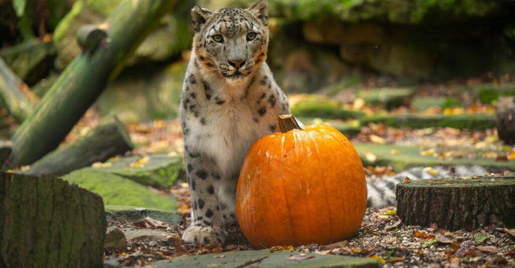 snow leopard and pumpkin