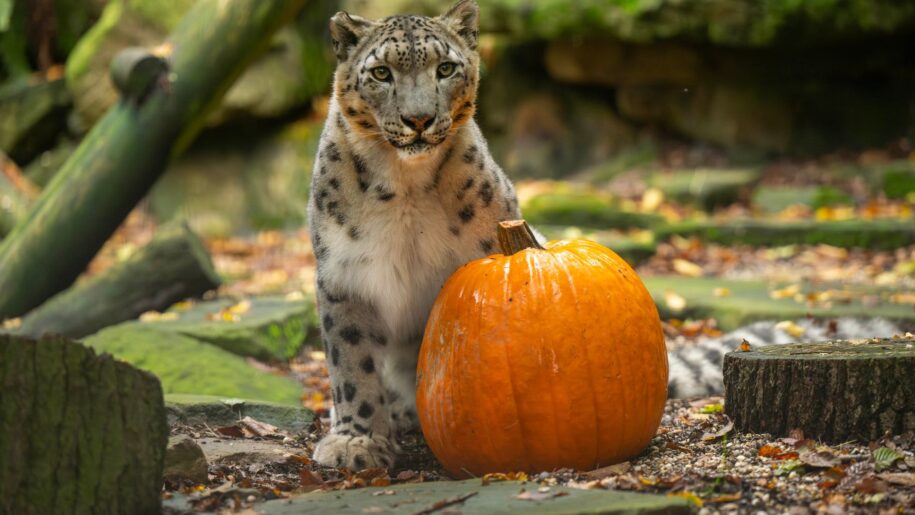snow leopard and pumpkin