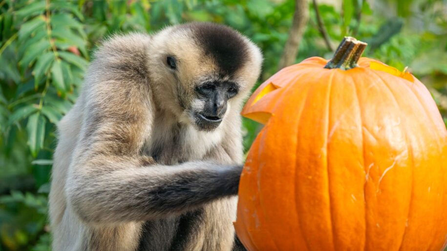 monkey and pumpkin