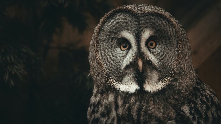 Head of a large grey-brown owl with yellow eyes and pale beak.