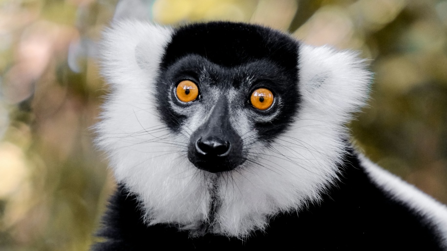 Head of a black and white ruffed lemur.