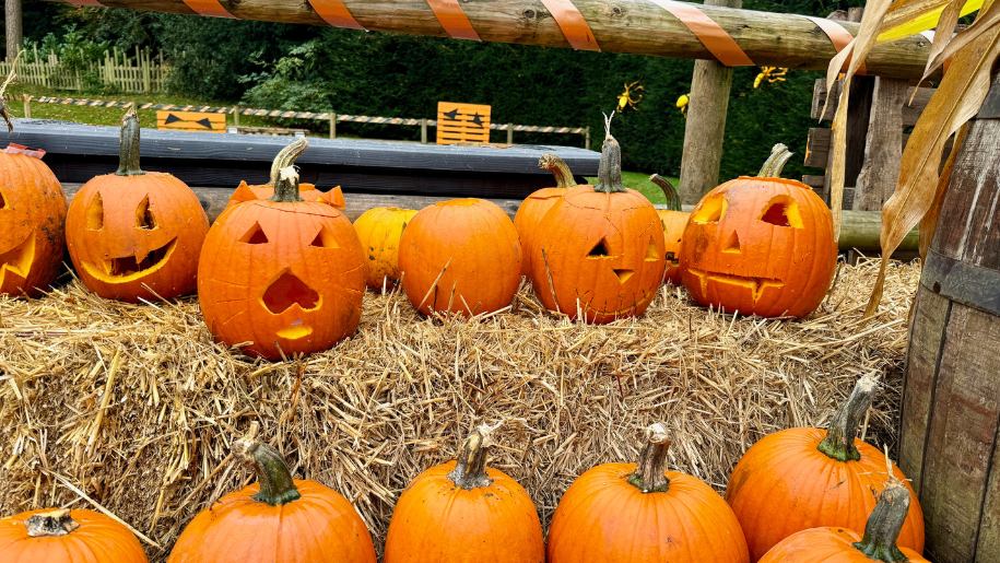 Lots of orange Halloween pumpkins on straw bales.