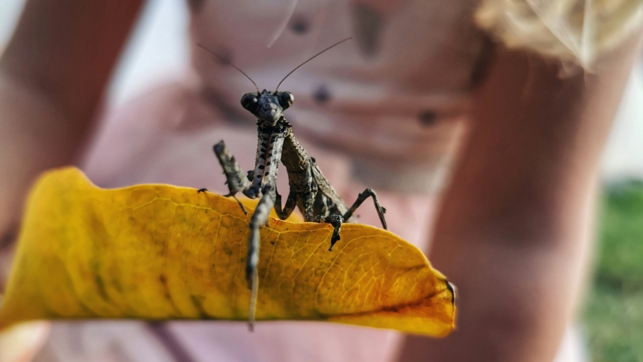 Stick insect on a yellow leaf.